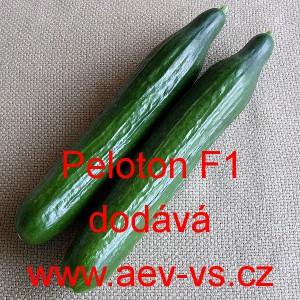 Okurka setá salátová hybridní "hadovka" do skleníku Peloton F1