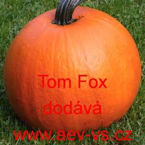 Tykev obecná Tom Fox