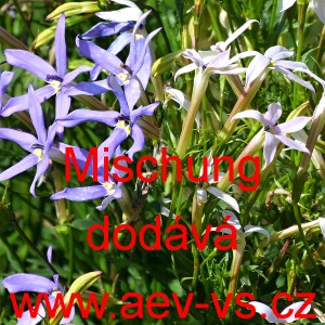 Poskok Isotoma Mischung