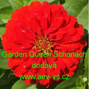 Ostálka sličná, lepá Garden Queen Scharlach