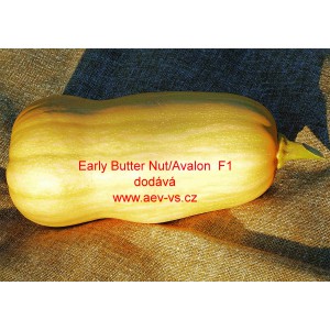 Tykev pižmová muškátová hybridní Early Butter Nut F1/Avalon 