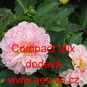 Jiřinka zahradní Compact Mix