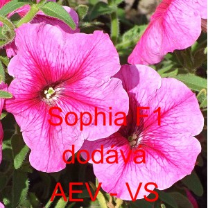 Petúnie mnohokvětá Sophia F1
