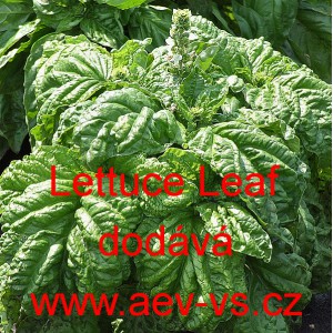 Bazalka pravá vonná Lettuce Leaf