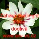Ostálka marylandská Zahara Starlight Rose