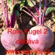 Řepa červená salátová Rote Kugel 2