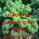 Kapusta kadeřavá kadeřávek zelený Halbhoher grüner krauser