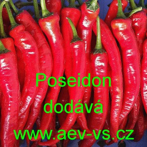 Paprika roční zeleninová pálivá Poseidon