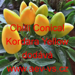 Paprika čilí pálivá Chilli Conical Kordara Yellow
