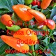 Paprika čilí pálivá Chilli Conical Foxta Orange