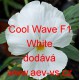 Maceška zahradní, převislá Cool Wave F1 White