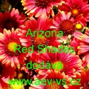 Kokarda zkřížená Arizona Red Shades