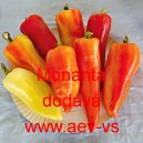 Paprika roční zeleninová Monanta