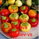 Paprika roční zeleninová Ontara