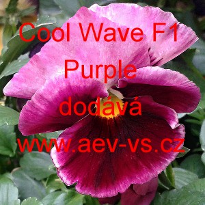 Maceška zahradní převislá Cool Wave F1 Purple