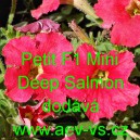 Petunia hybrida Petit F1 Mini Deep Salmon