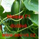 Okurka setá salátová hybridní "hadovka" do skleníku Meleas F1