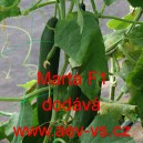 Okurka setá salátová hybridní "hadovka" do skleníku Marta F1
