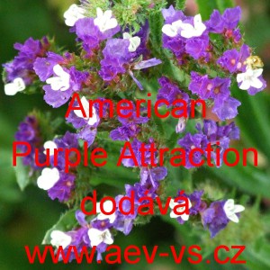 Limonka chobotnatá statice American Purple Attraction