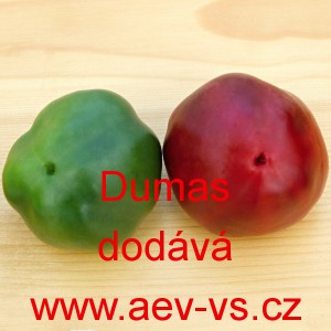 Paprika roční zeleninová Dumas