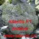 Brokolice hybridní Atlantis F1