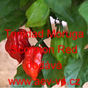 Paprika pálivá čilí Trinidad Moruga Scorpion Red