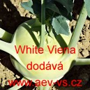 Kedluben bílý White Viena