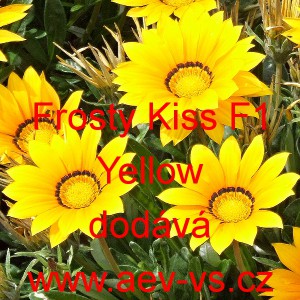 Úborovka zářivá, gazánie pevná Frosty Kiss F1 Yellow