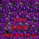 Ostrožka stračka Violet