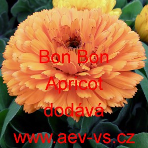 Měsíček lékařský Bon Bon Apricot