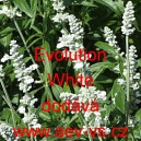 Šalvěj pomoučená Evolution White