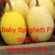 Tykev obecná špagetová Baby Spaghetti F1