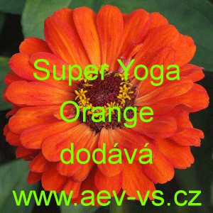 Ostálka sličná, lepá Super Yoga Orange
