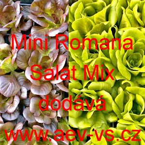 Salát římský Mini Romana Salat Mix