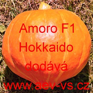 Tykev velkoplodá hybridní Amoro F1 Hokkaido