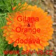 Měsíček lékařský Gitana Orange