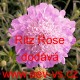 Hlaváč japonský Ritz Rose