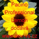 Slunečnice roční Pacino Professional Lemon