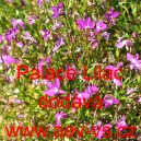 Lobelka drobná Palace Lilac