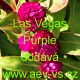 Pestrovka kulovitá, věkostráz Las Vegas Purple
