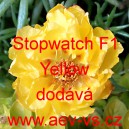 Šrucha velkokvětá Stopwatch F1 Yellow