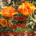 Šrucha velkokvětá Stopwatch F1 Orange