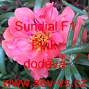 Šrucha velkokvětá Sundial F1 Pink