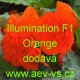 Kysala velkokvětá, hlíznatá, begónie Illumination F1 Orange