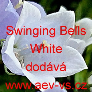 Zvonek lžičníkolistý (maličký) Swinging Bells White