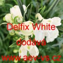 Ostrožka velkokvětá, čínská Delfix White