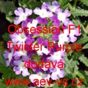 Sporýš zahradní, zkřížený Obsession F1 Twister Purple