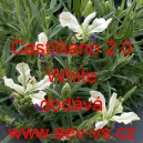 Levandule hlávkovitá francouzská, korunkatá Castilliano 2.0 White