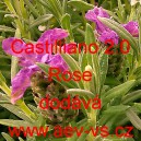Levandule hlávkovitá francouzská, korunkatá Castilliano 2.0 Rose