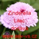 Ostálka sličná, lepá Zinderella Lilac